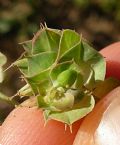 Euphorbia falcata